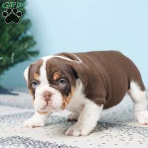 DEXTER, English Bulldog Puppy